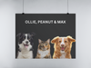 Three Pet Portrait Digital Print