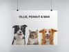 Three Pet Portrait Digital Print