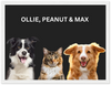 Wood Framed Three Pet Portrait
